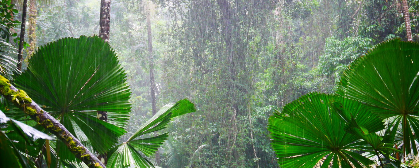 rainforest Daintree jungle