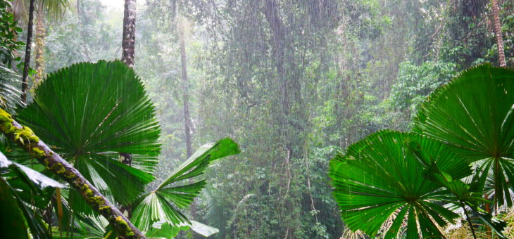 Daintree forest, a wildlife paradise