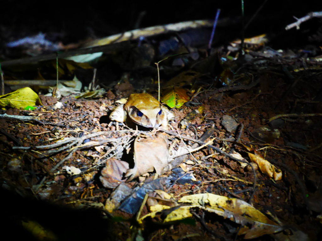 daintree toad jungle