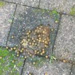 daintree cassowary poop