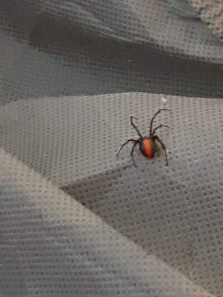 australian redback spider