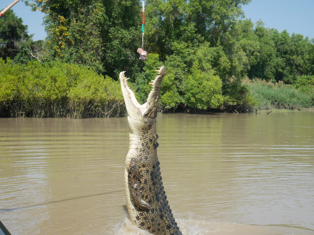 croco australie