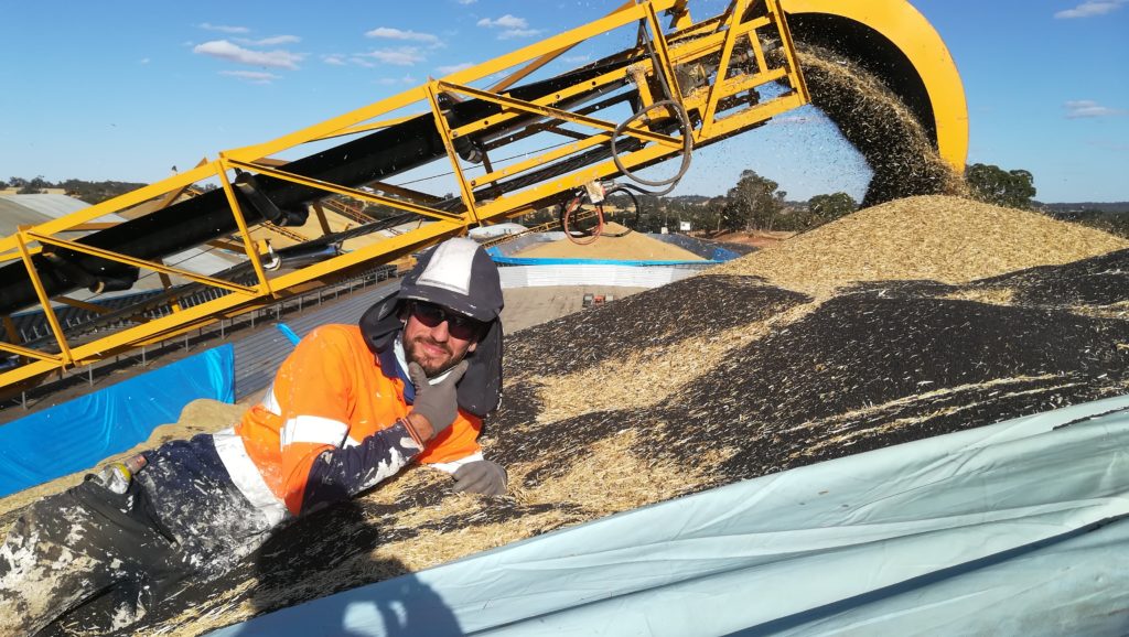 allongé sur un tas de colza qui vaut des millions - Narrogin tarping